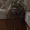 American Robin Nest