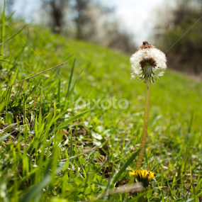 Single Dandelion by Madalin Stoean - Flowers Single Flower