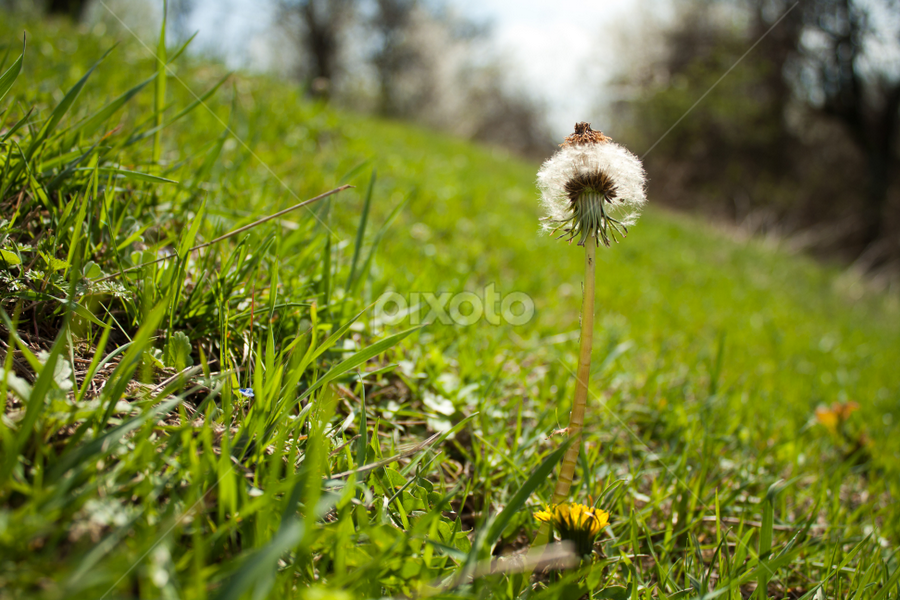 Single Dandelion by Madalin Stoean - Flowers Single Flower