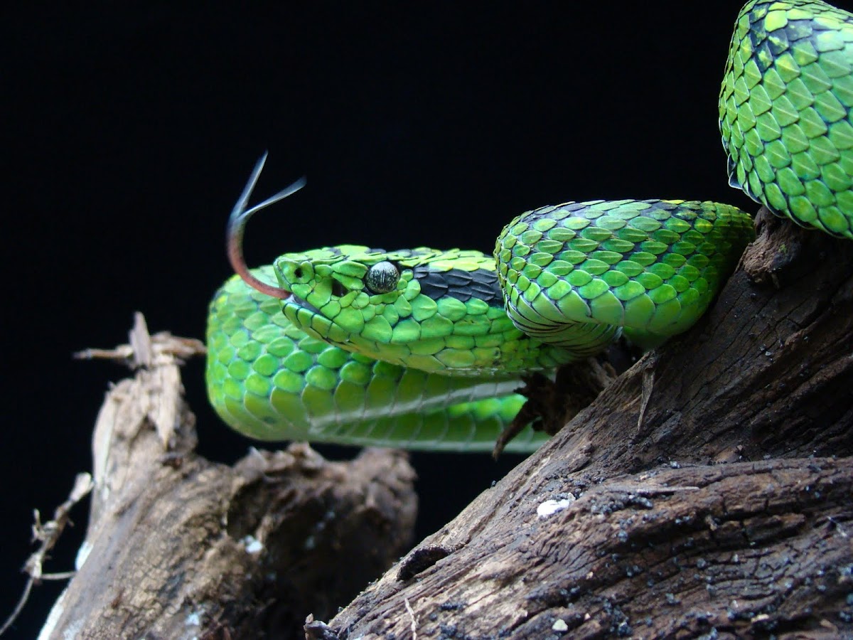 Gushnayera or Guatemalan palm viper