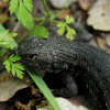 western fence lizard, blue belly