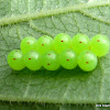 Eggs of the Green Stink Bug