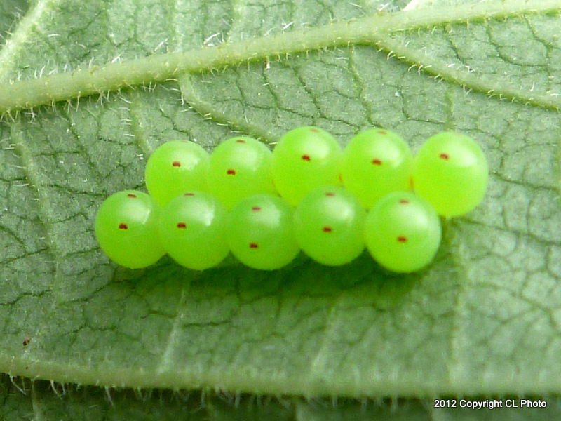 Eggs of the Green Stink Bug