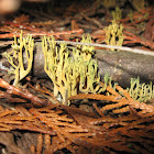California Fungi