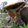 heart-rot fungus