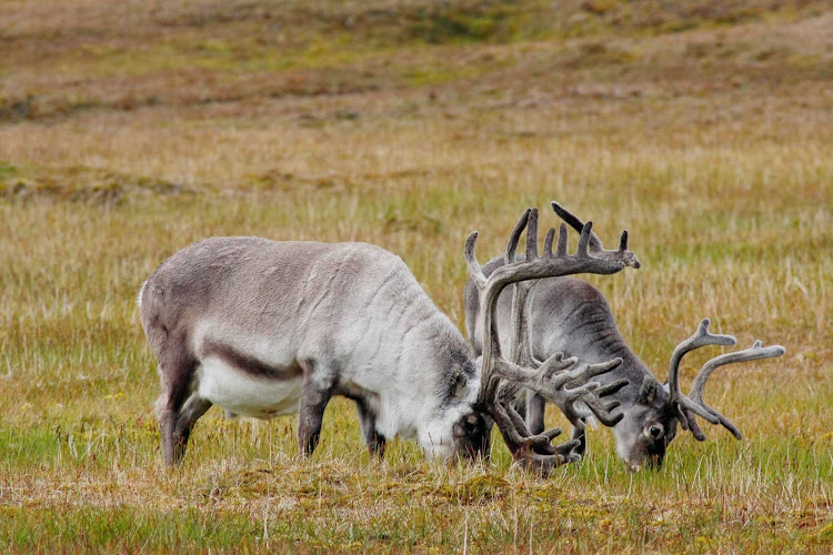 Two reindeer graze in the arctic tundra during a G Adventures expedition.