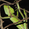 Serrated casquehead iguana