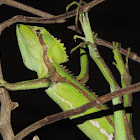 Serrated casquehead iguana
