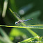 Blue Dasher