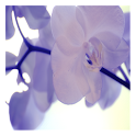 Orchid Bubbles Pro