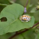 white ladybug