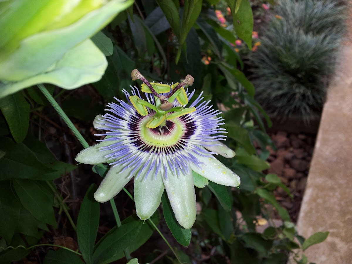 Passion Vine Project Noah