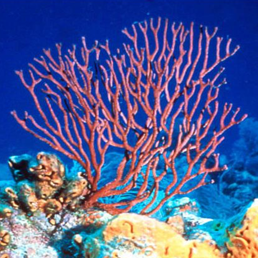Aquarium Coral Reefs Game