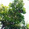Mango Tree get invaded by Pumpkin