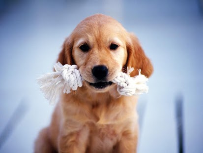 Cats & Dogs Set Wallpapers Screenshots 2