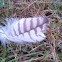 Red-tailed Hawk Feather