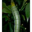 Oleander Hawk moth caterpillar