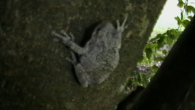 gray tree frog
