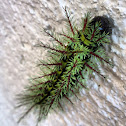 Automeris Caterpillar