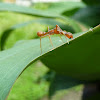 Kerengga Ant-like Jumping Spider (m)