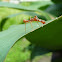 Kerengga Ant-like Jumping Spider (m)
