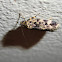Banded legs moth
