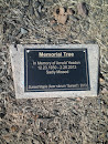 Memorial Maple