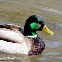 mallard