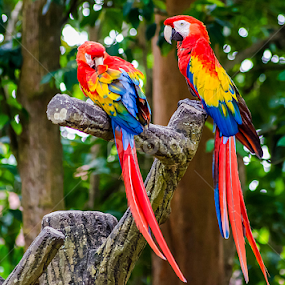Colorful Parrots by Fitria Ramli - Animals Birds