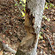 North American Beaver chewed-tree