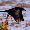 Great tailed Grackle