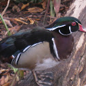 Wood Duck