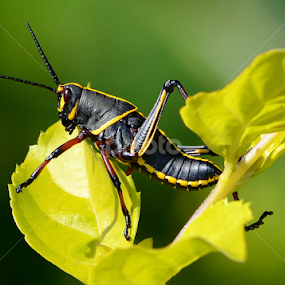 Eastern Lubber Grasshopper by Milton Moreno - Animals Insects & Spiders