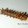 Yellow-haired Dagger Moth Caterpillar