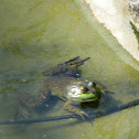 American BullFrog