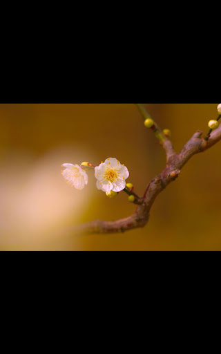 【免費個人化App】Photos Spring Live Wallpaper-APP點子