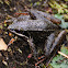 Iberian frog, rana patilarga