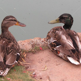 whats quackulatin by Susan Jennings - Animals Birds