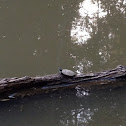 Western Pond Turtle