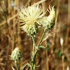 Centaurea Salonitana