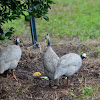 Guinea Fowl