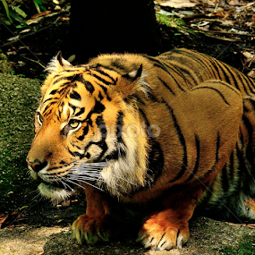 by RJ Photographics - Novices Only Wildlife