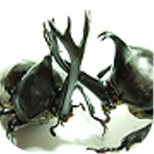 Beetle Wars for PC and MAC