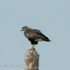 Bonelli's Eagle; Aguila Perdicera