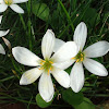 White rain lily