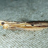Wooden Moth