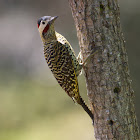 Green-barred woodpeckers