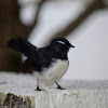 Willy Wagtail