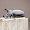 Rhinoceros Beetle (Male)