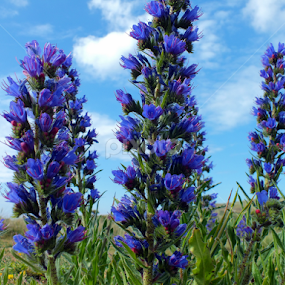 Vipers Bugloss Cornwall by Roger Butler - Flowers Flowers in the Wild